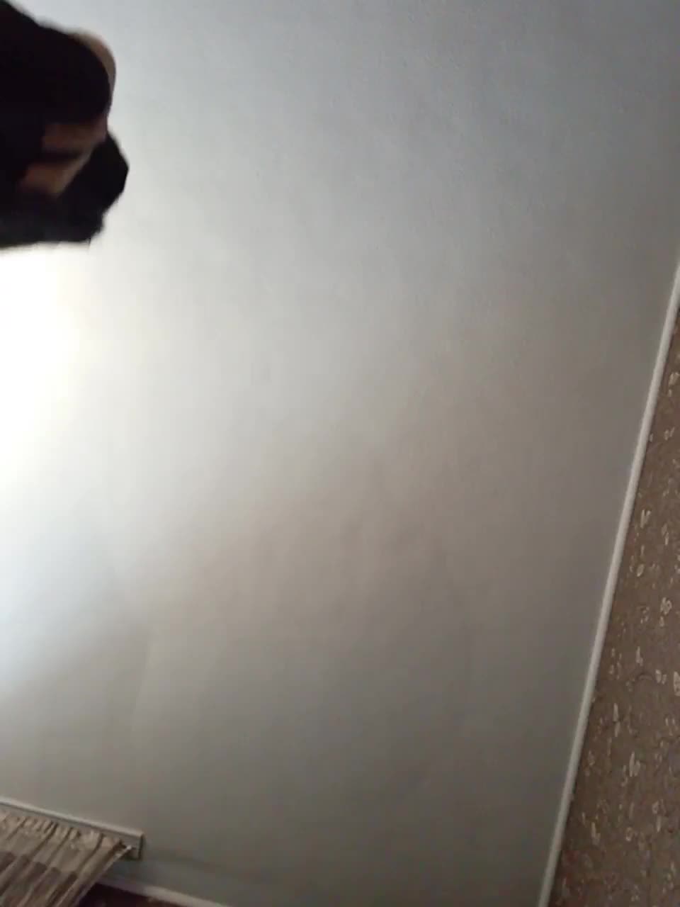 View or download file evaflame on 2023-01-24 from bongacams