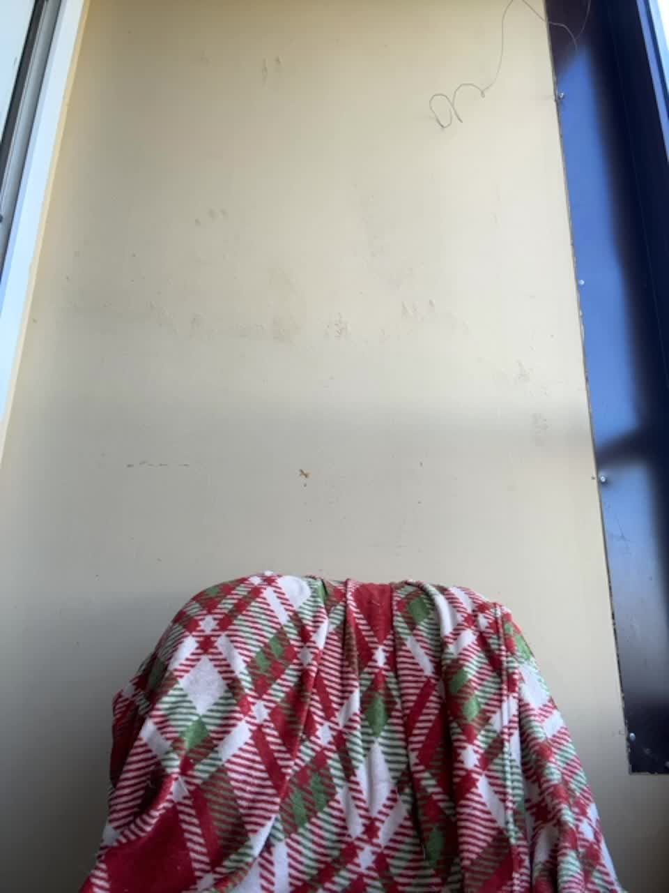 View or download file angelll3 on 2023-06-13 from bongacams