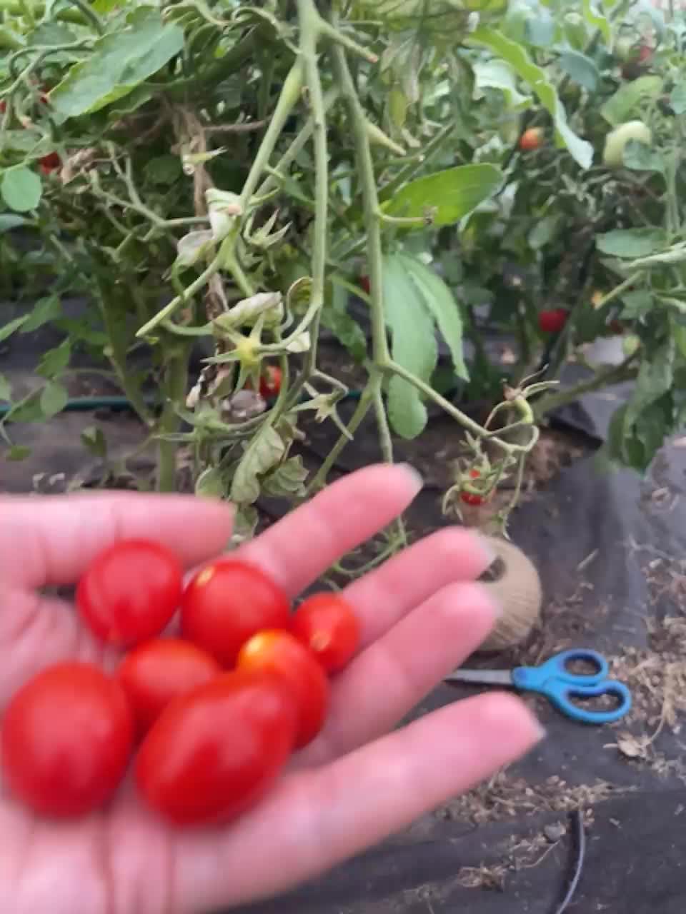 View or download file svetalips on 2023-08-30 from bongacams