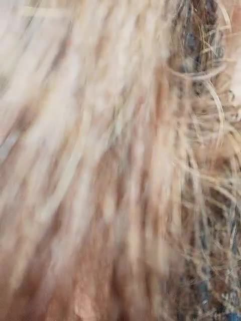 View or download file hairycrotch on 2023-10-13 from bongacams