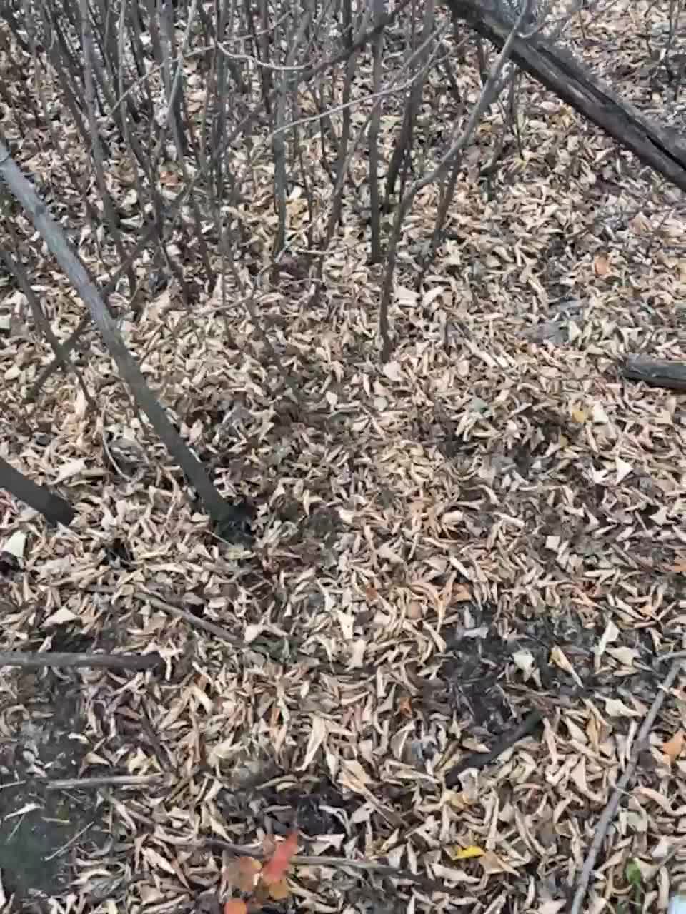 View or download file ds1002 on 2023-10-20 from bongacams