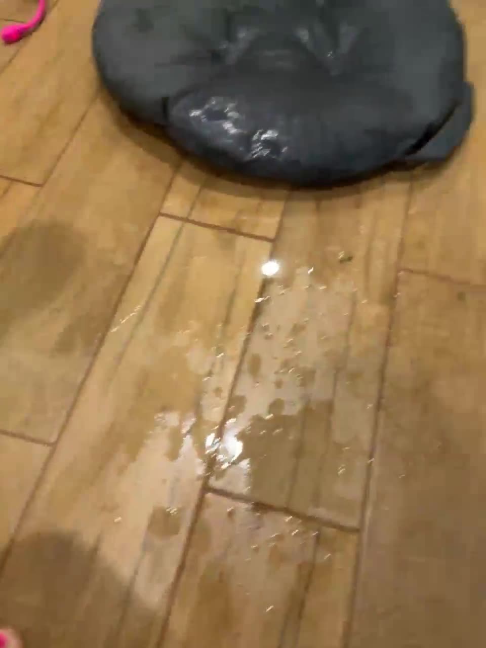 View or download file essexxs on 2023-12-01 from bongacams