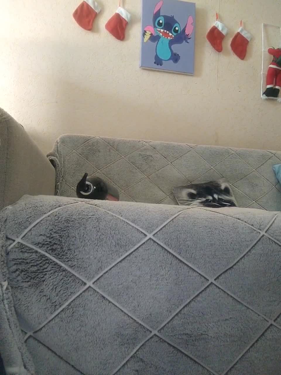 View or download file lilo_stitch on 2023-12-08 from bongacams