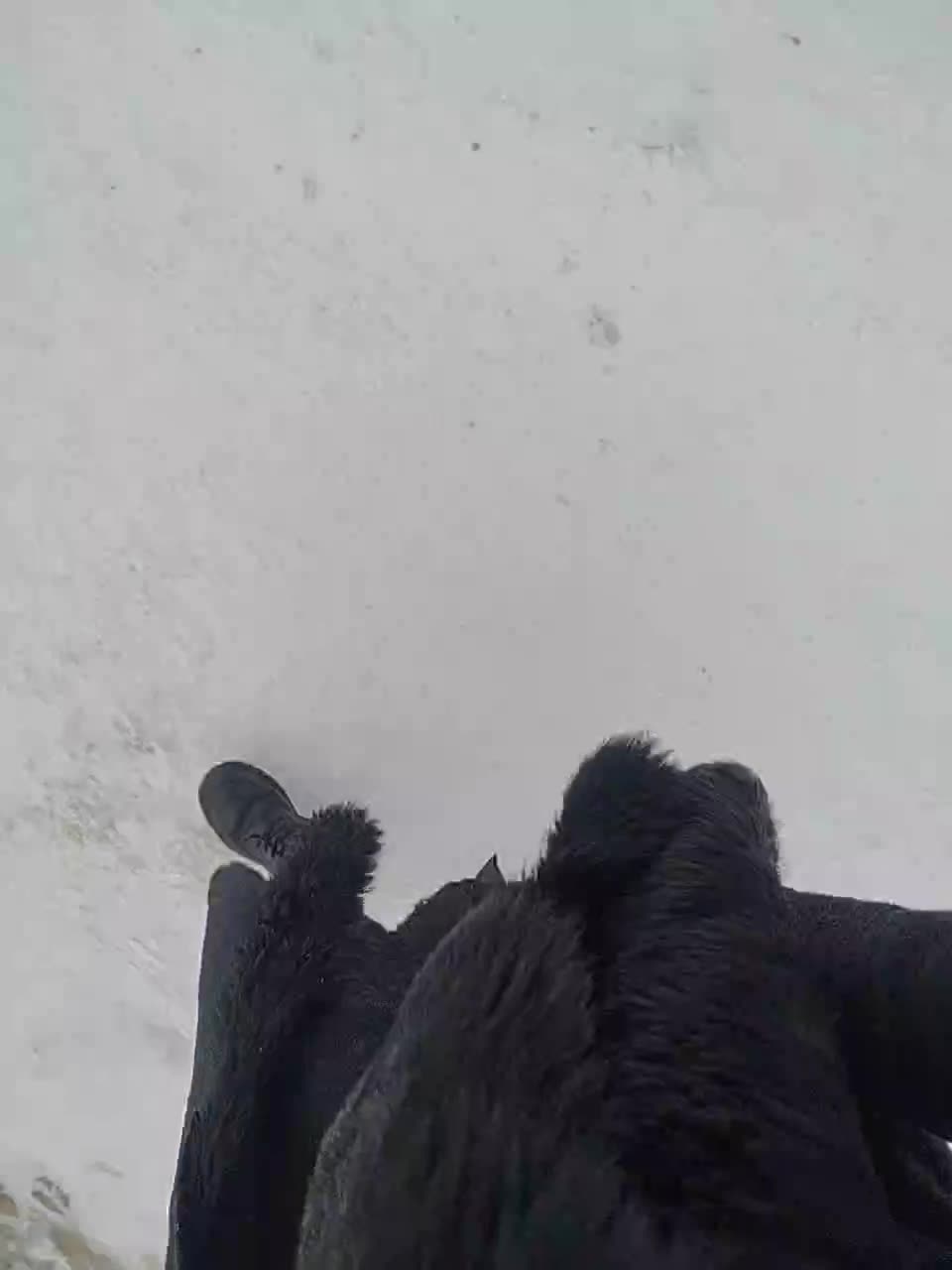 View or download file kitsune_alice on 2024-01-08 from bongacams