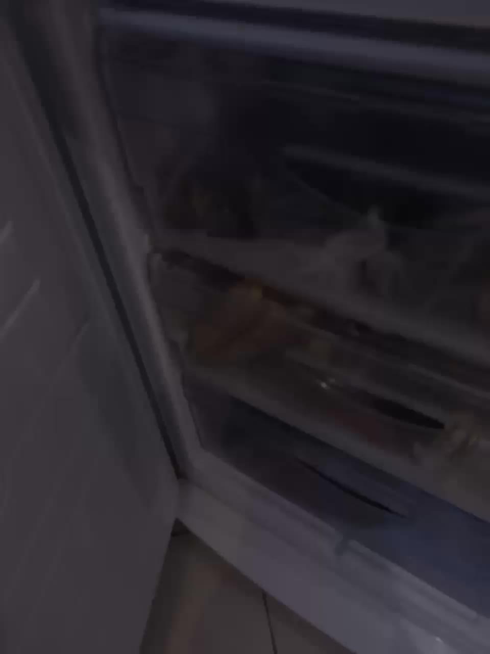 View or download file stella888 on 2024-01-10 from bongacams