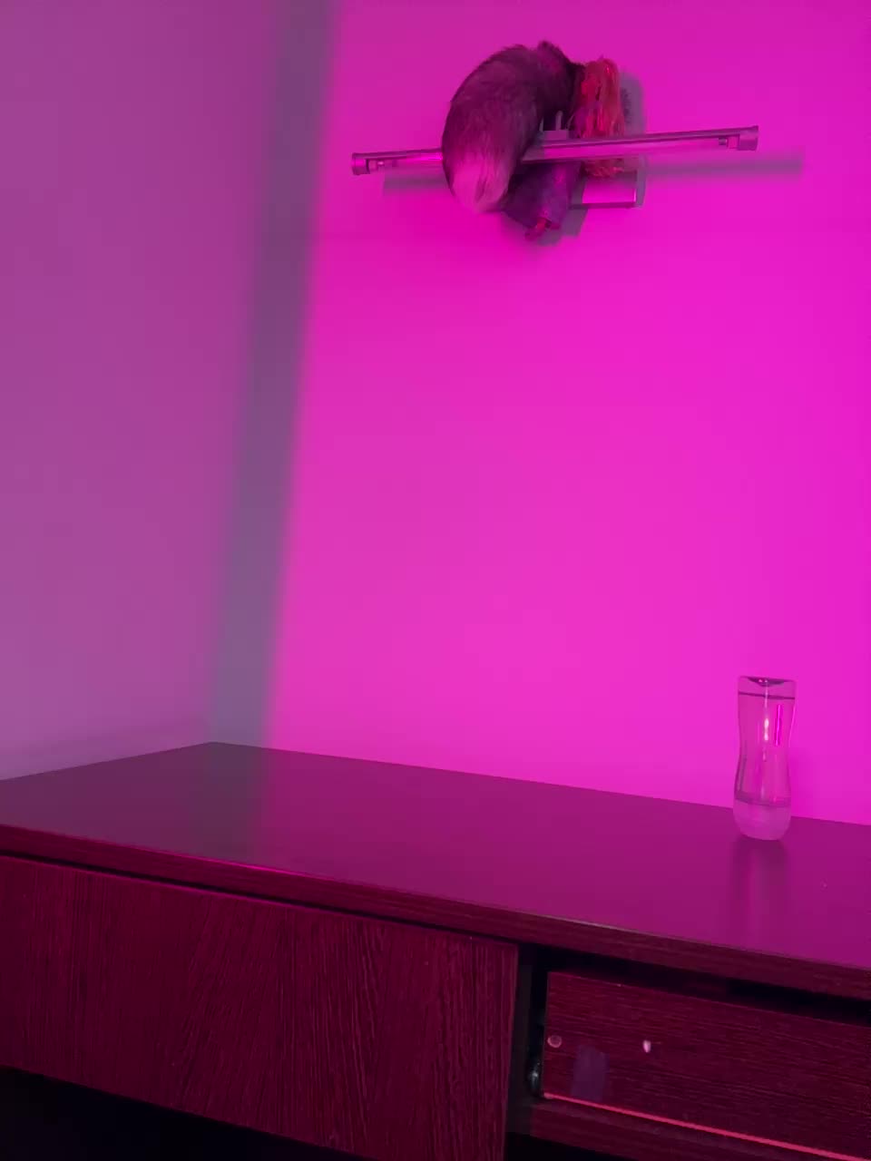 View or download file monikayyy on 2024-09-17 from bongacams