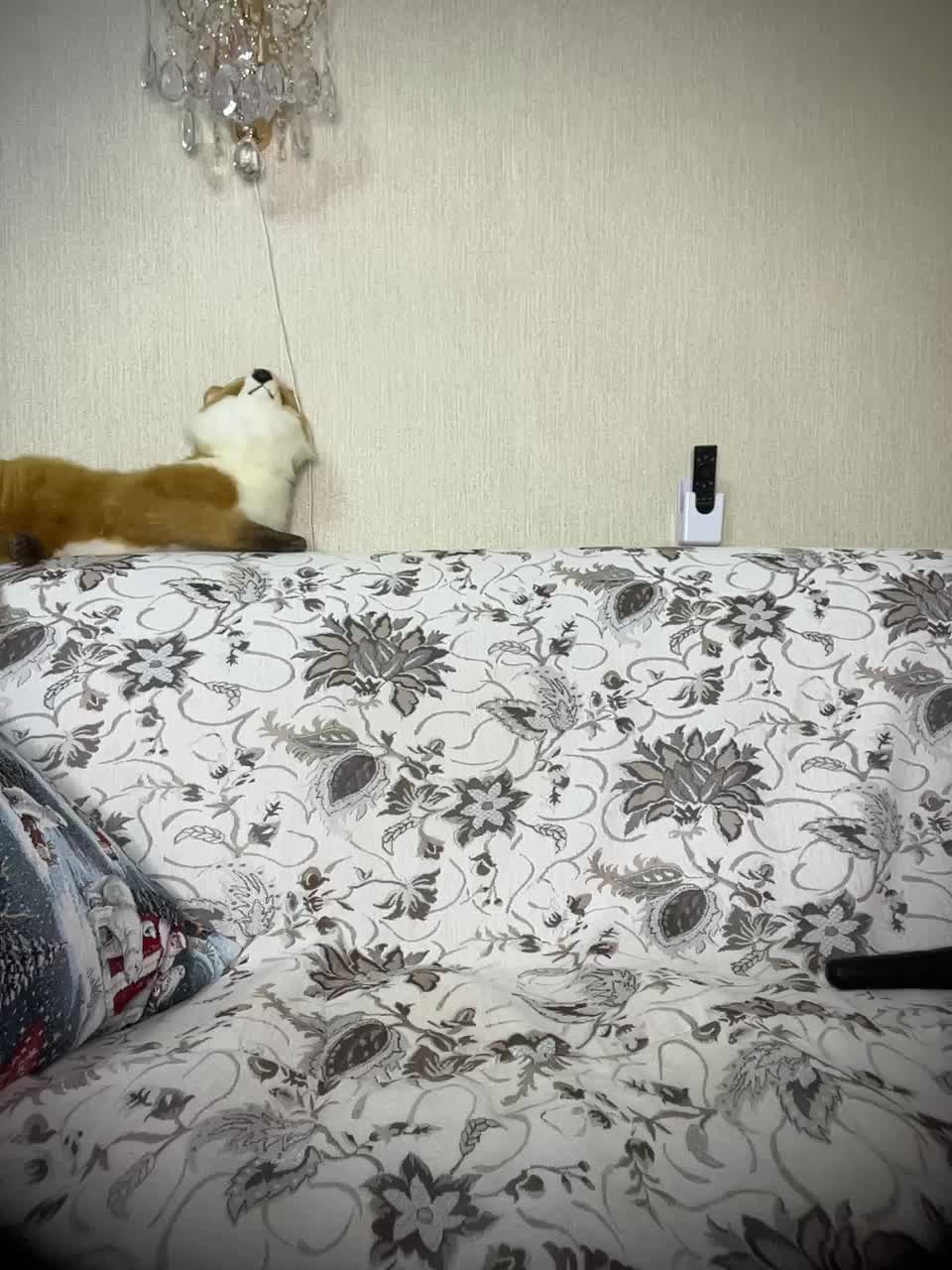 View or download file stella888 on 2024-10-09 from bongacams