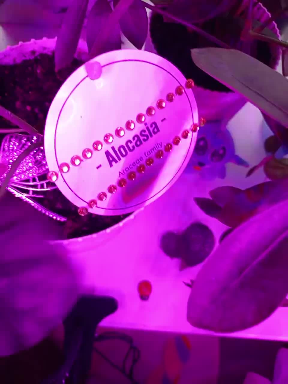 View or download file hotpepper_sweetpepper on 2024-11-27 from bongacams