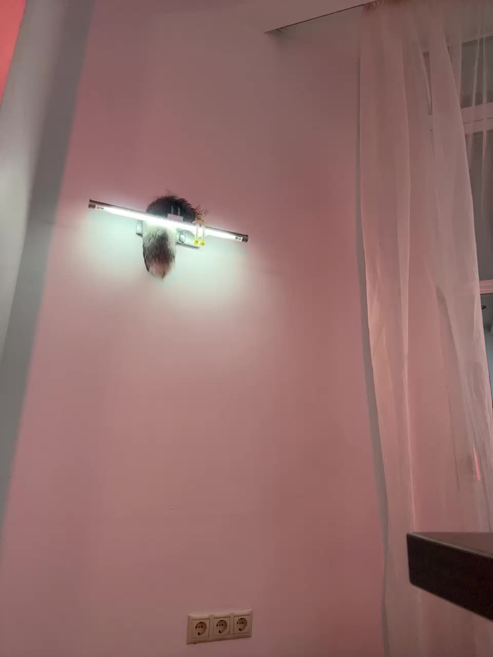 View or download file monikayyy on 2024-12-03 from bongacams